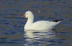 Ross's Goose